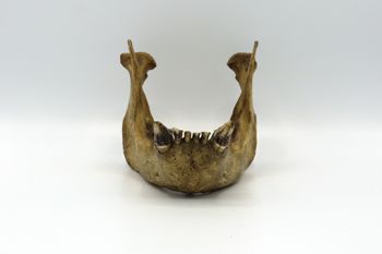 Media type: image; Mammalogy BOM-9587   Description: Gorilla jaw anterior view;